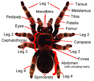 tarantula